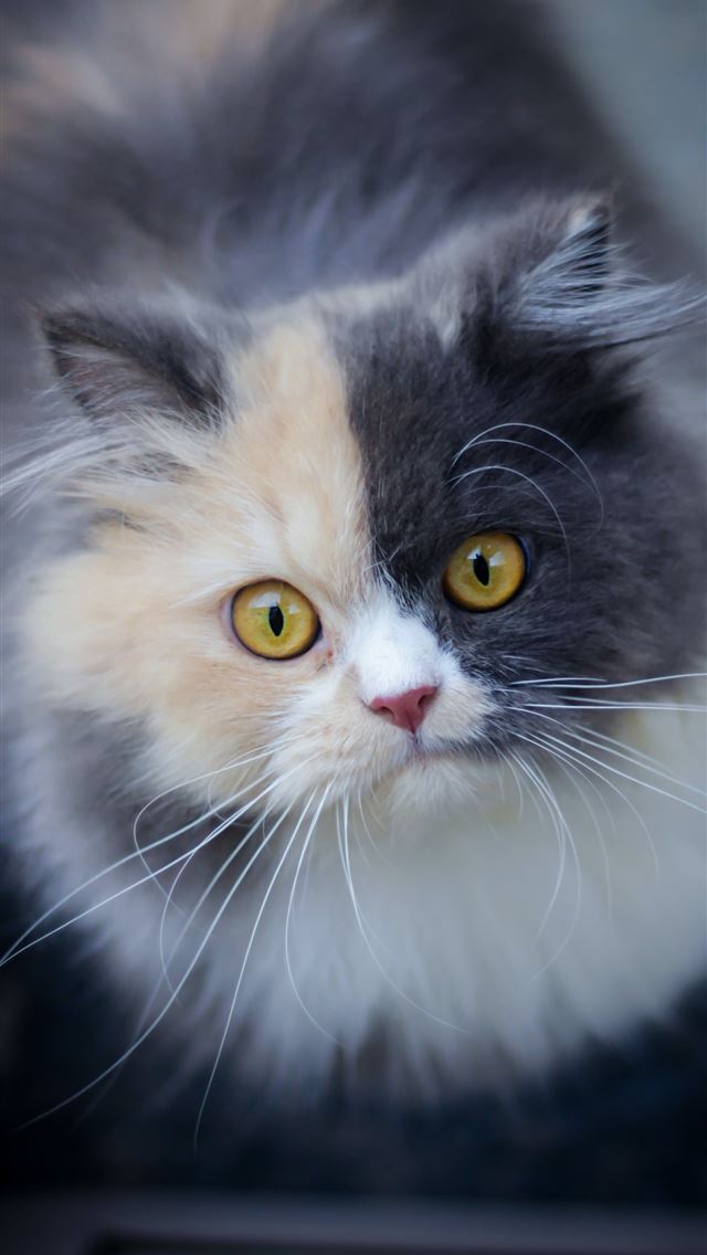 1284x2778 short haired black and white cat - love iPhone Wallpaper