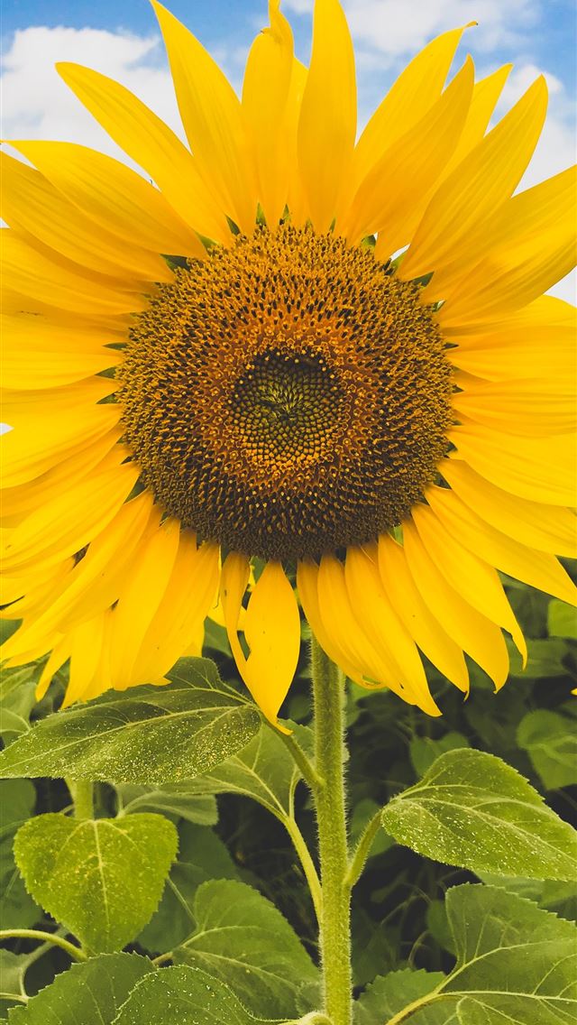 1284x2778 yellow sunflower - summer iPhone Wallpaper