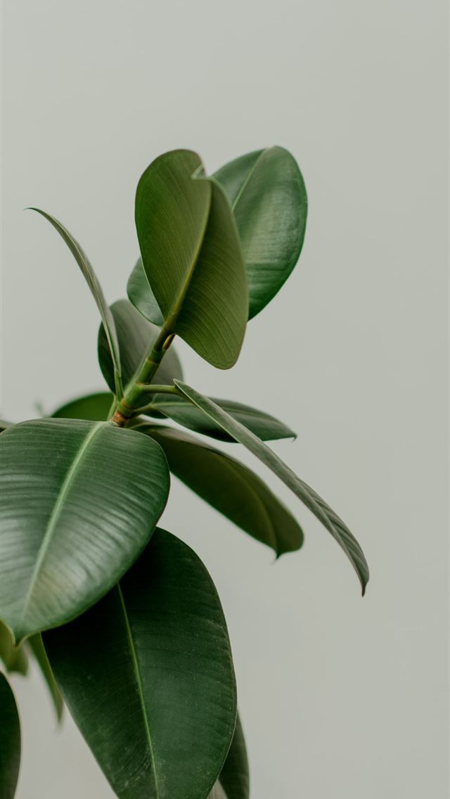 1284x2778 selective focus photography of green leafed plant - flower iPhone Wallpaper