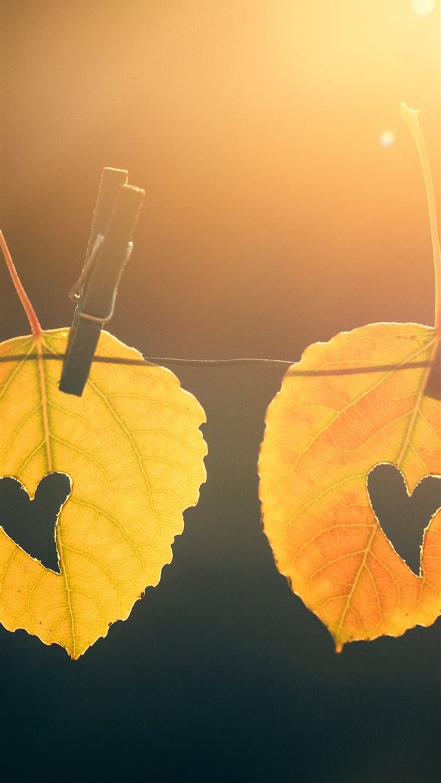 1284x2778 leaves and the light of early fall mornings -  iPhone Wallpaper
