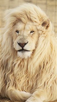 lion lying on ground wallpaper