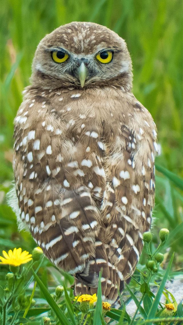 1284x2778 brown owl - owl iPhone Wallpaper