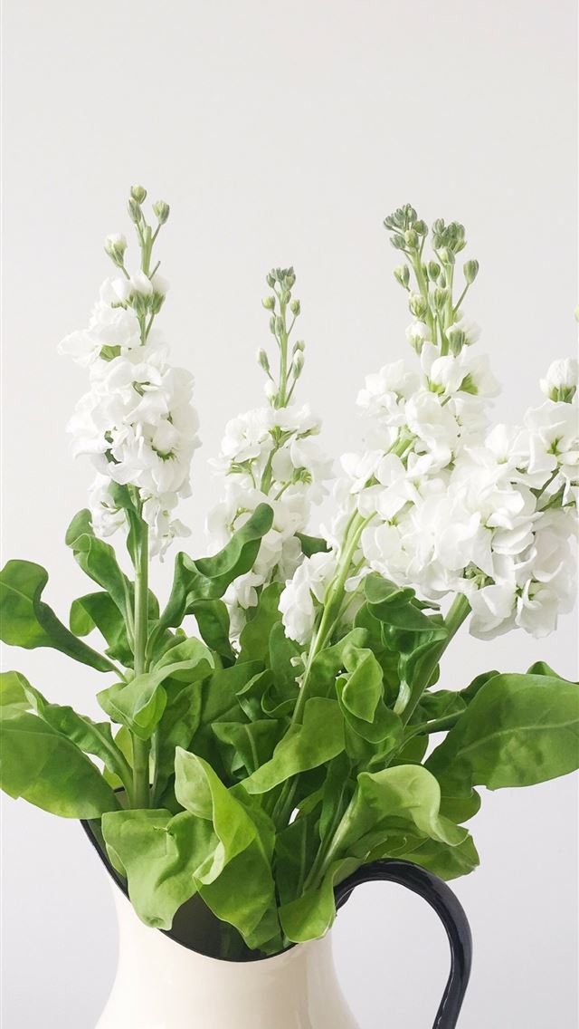 1284x2778 white petaled flower in white vase - floral iPhone Wallpaper