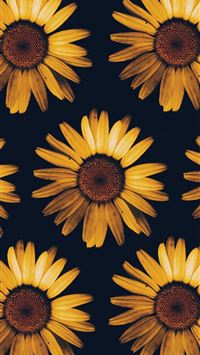 Cute Sunflower Desktop Wallpapers  Top Free Cute Sunflower Desktop  Backgrounds  WallpaperAccess