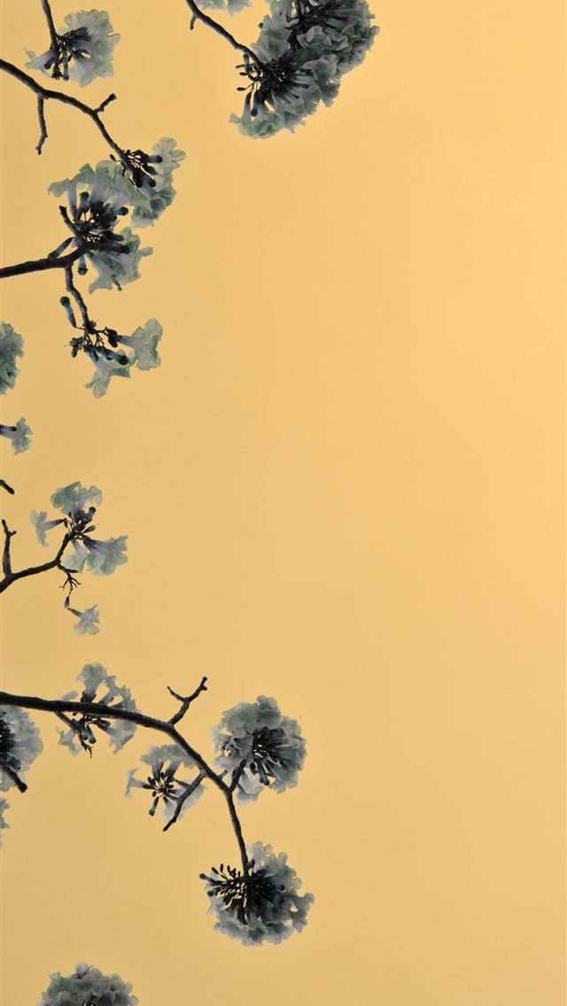 1284x2778 green tree under blue sky during daytime - bee iPhone Wallpaper