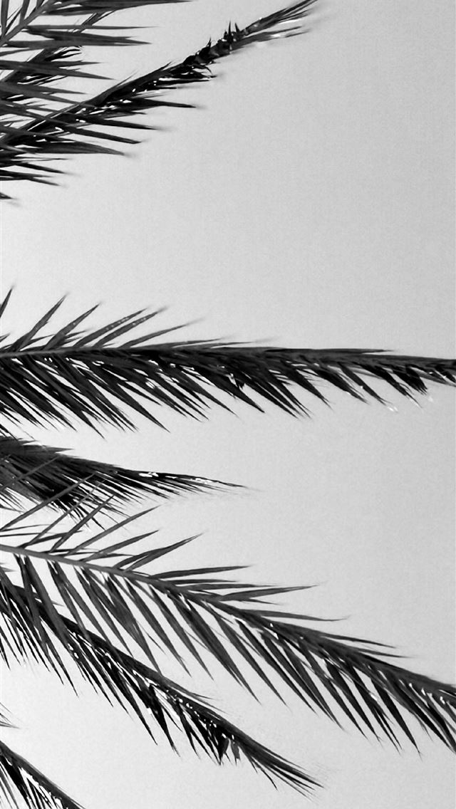 1284x2778 grayscale photography of coconut palm tree - palm tree iPhone Wallpaper