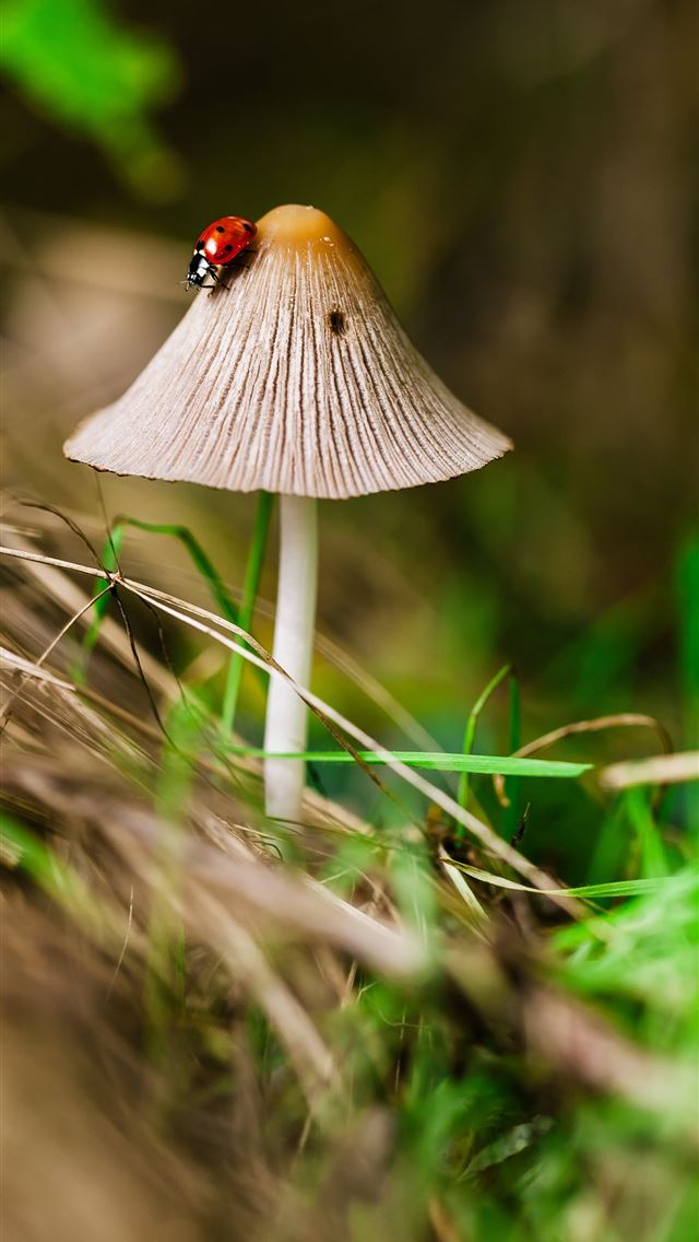 1284x2778 macro photography of bug on the mushroom - flower iPhone Wallpaper