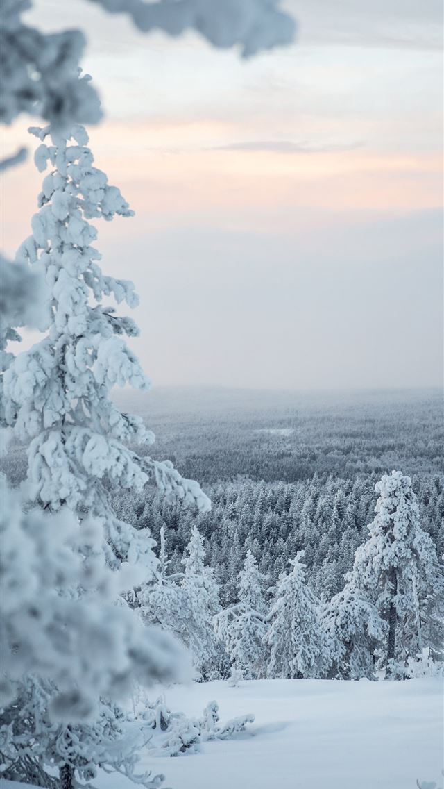 1284x2778 white snow covered tree during daytime -  iphone 13 Wallpaper
