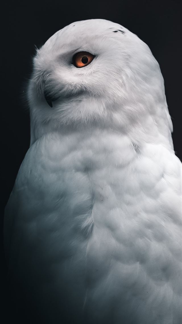 1284x2778 white owl - owl iPhone Wallpaper