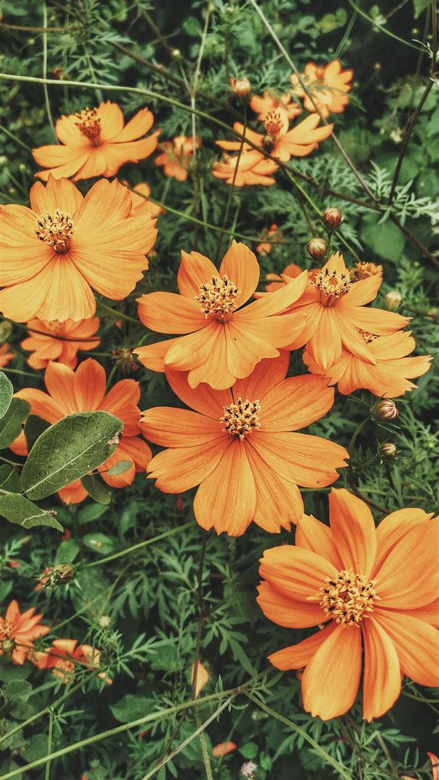 1284x2778 photo of fully bloomed orange petaled flower plant - flower iPhone Wallpaper