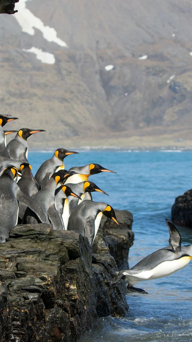 1284x2778 penguins standing on rock formation - bird iPhone Wallpaper