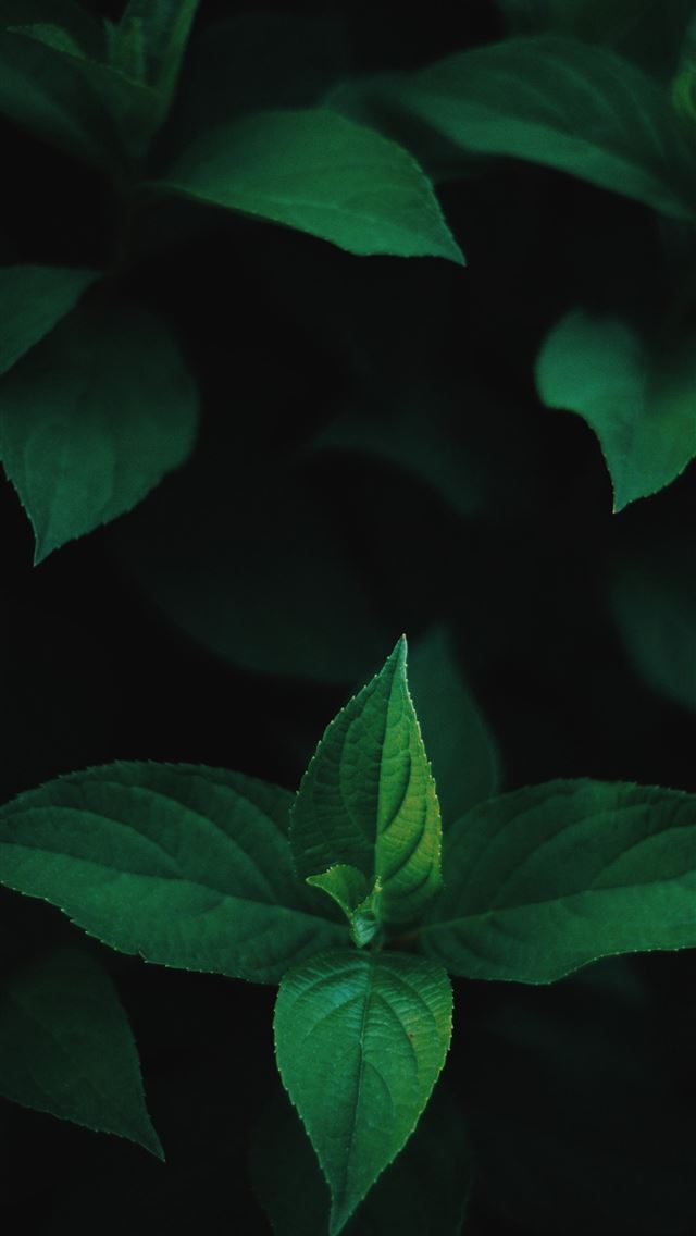 1284x2778 green mint on black background - leaf iPhone Wallpaper