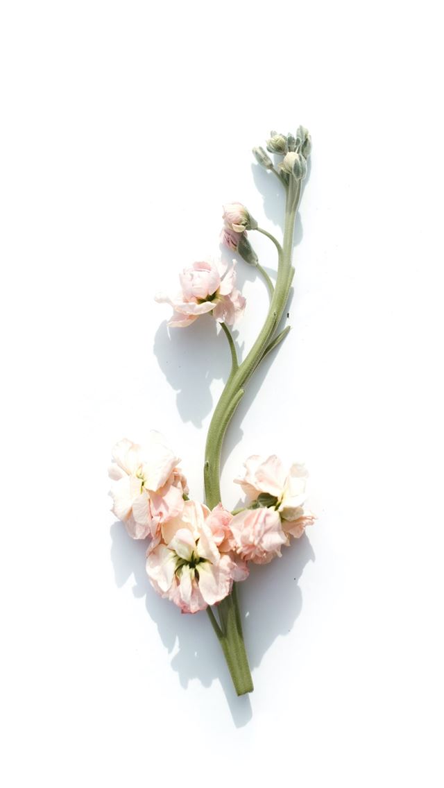 1284x2778 pink petaled flower on white background - pink iPhone Wallpaper