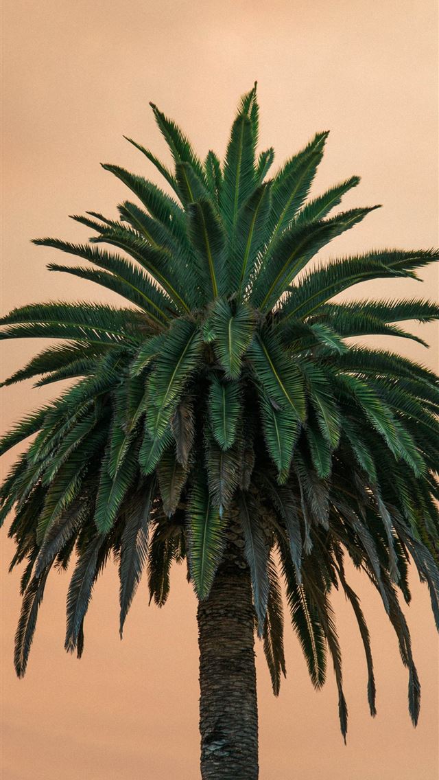 640x1136 green palm tree -  iPhone Wallpaper