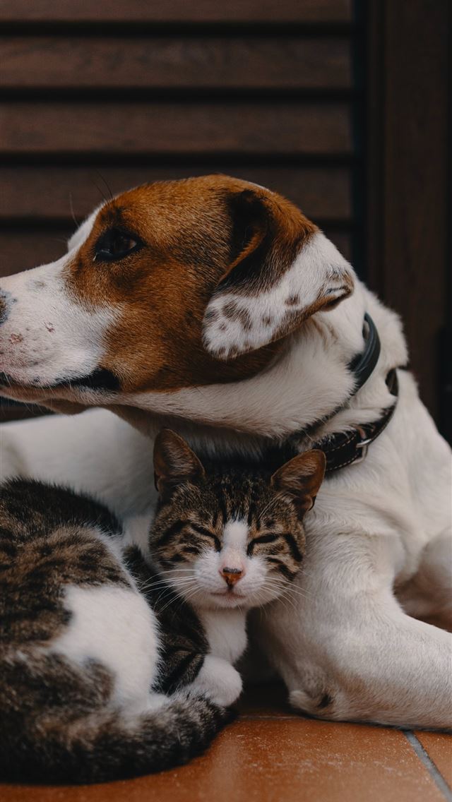 1284x2778 short coated white and brown puppy - cat iPhone Wallpaper