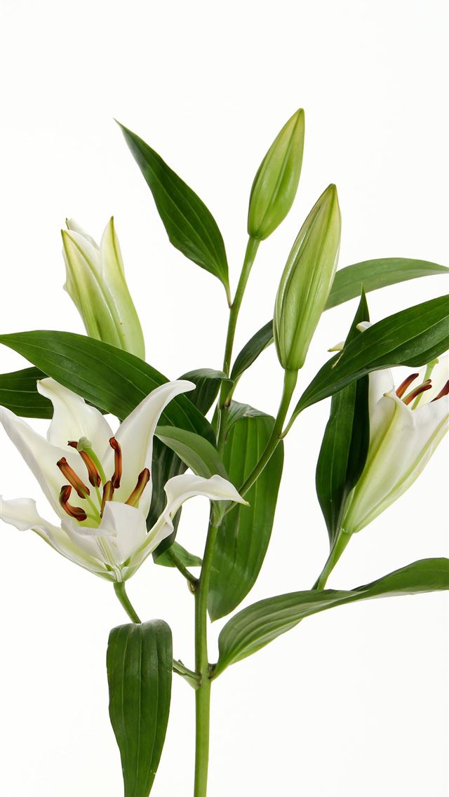 1284x2778 white flowers - flower iPhone Wallpaper