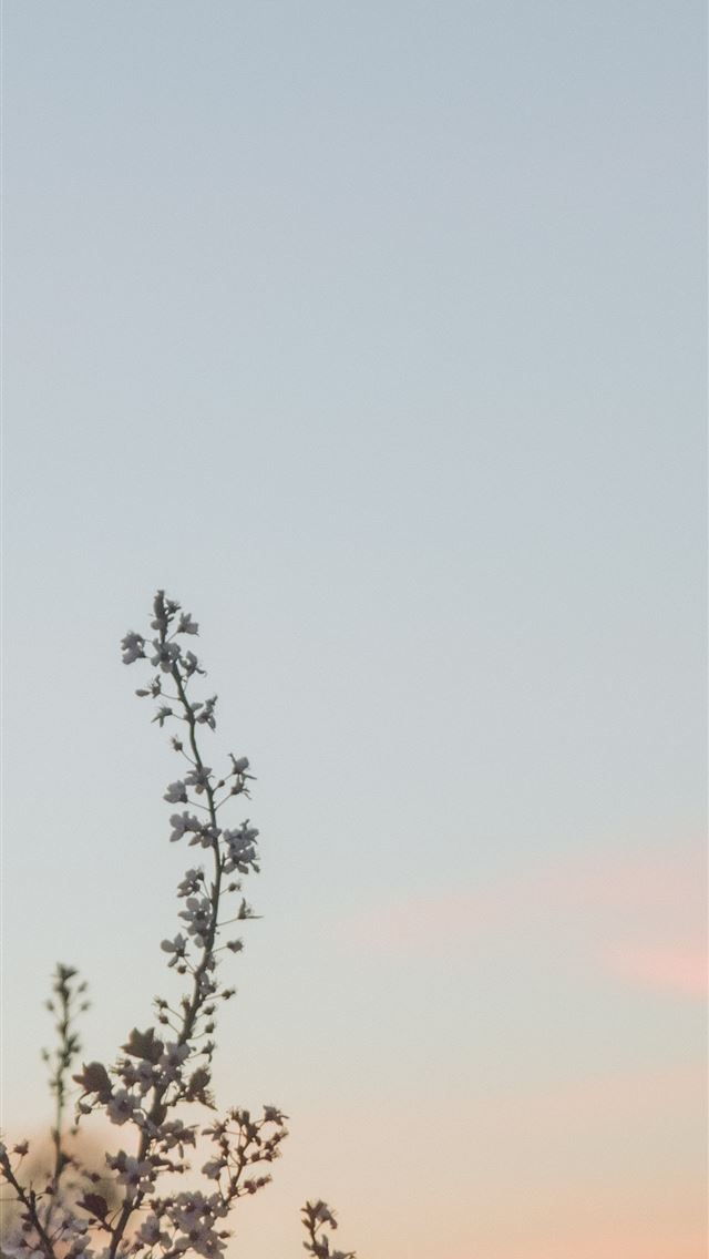 1284x2778 white cherry blossom tree under blue sky at golden... - plant iPhone Wallpaper