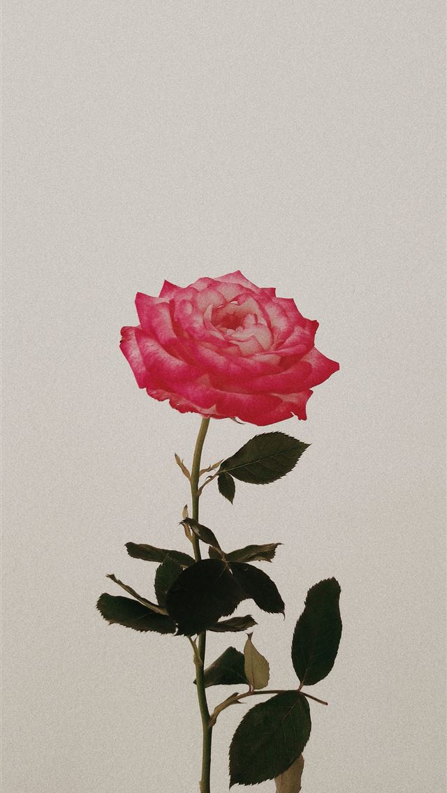 1284x2778 pink flower - rose iPhone Wallpaper
