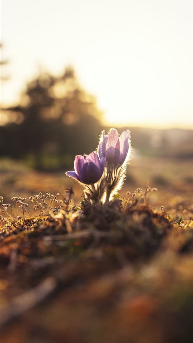 1284x2778 shallow focus photography of purple flowers - flower iPhone Wallpaper