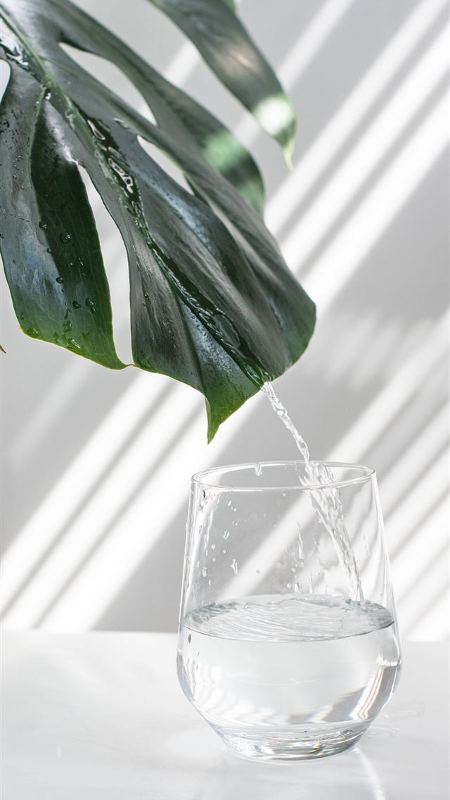 1284x2778 green leaf in clear glass container -  iphone 13 Wallpaper