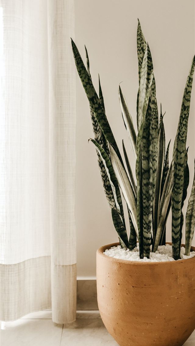 1284x2778 silver snake plant on pot -  iphone 13 Wallpaper