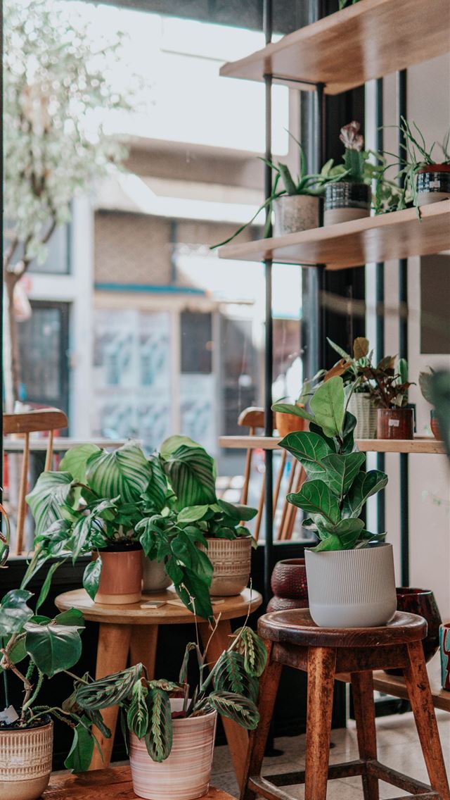 1284x2778 green potted plants on brown wooden seat -  iphone 13 Wallpaper