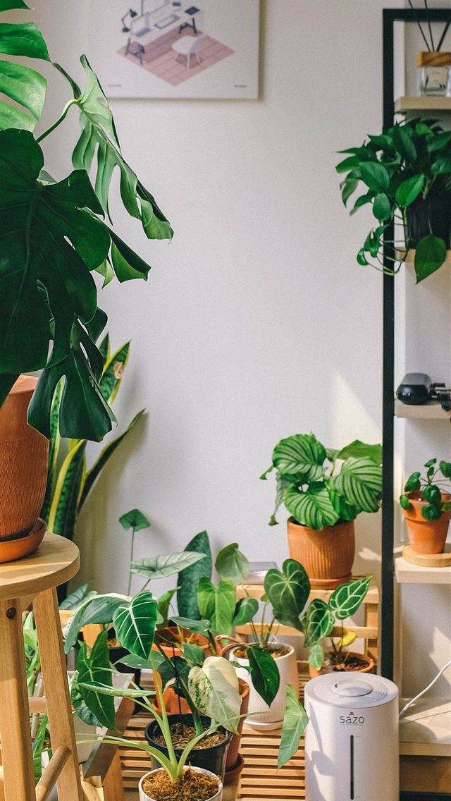 1284x2778 green potted plant on brown wooden table - vietnam iPhone Wallpaper