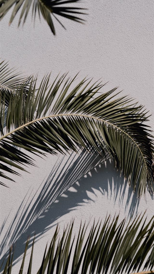 1284x2778 green palm tree under blue sky during daytime - croatia iPhone Wallpaper