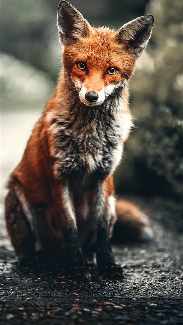 1284x2778 orange and silver fox - fox iPhone Wallpaper