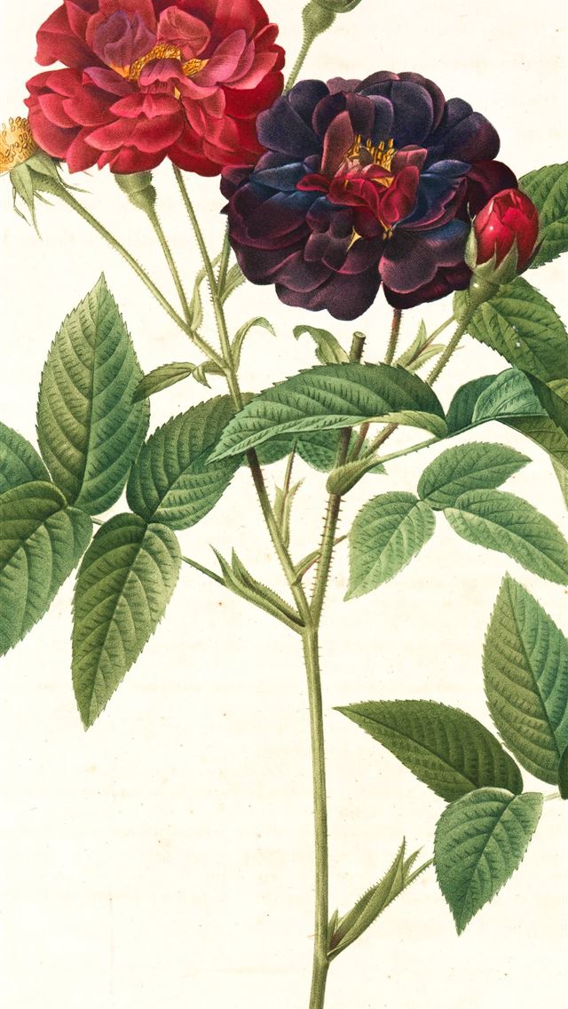 1284x2778 red and yellow flowers with green leaves - flower iPhone Wallpaper