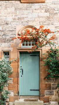 blue wooden door beside green plants wallpaper