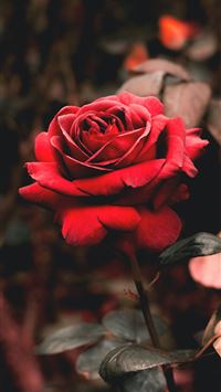 shallow focus photography of red flower wallpaper