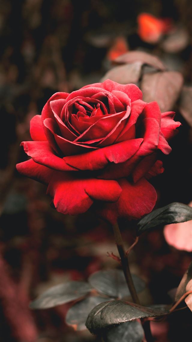 1284x2778 shallow focus photography of red flower -  iphone 13 Wallpaper