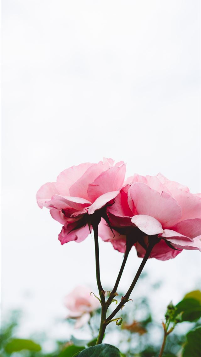 1284x2778 selective focus photography pink flowers - pink iPhone Wallpaper