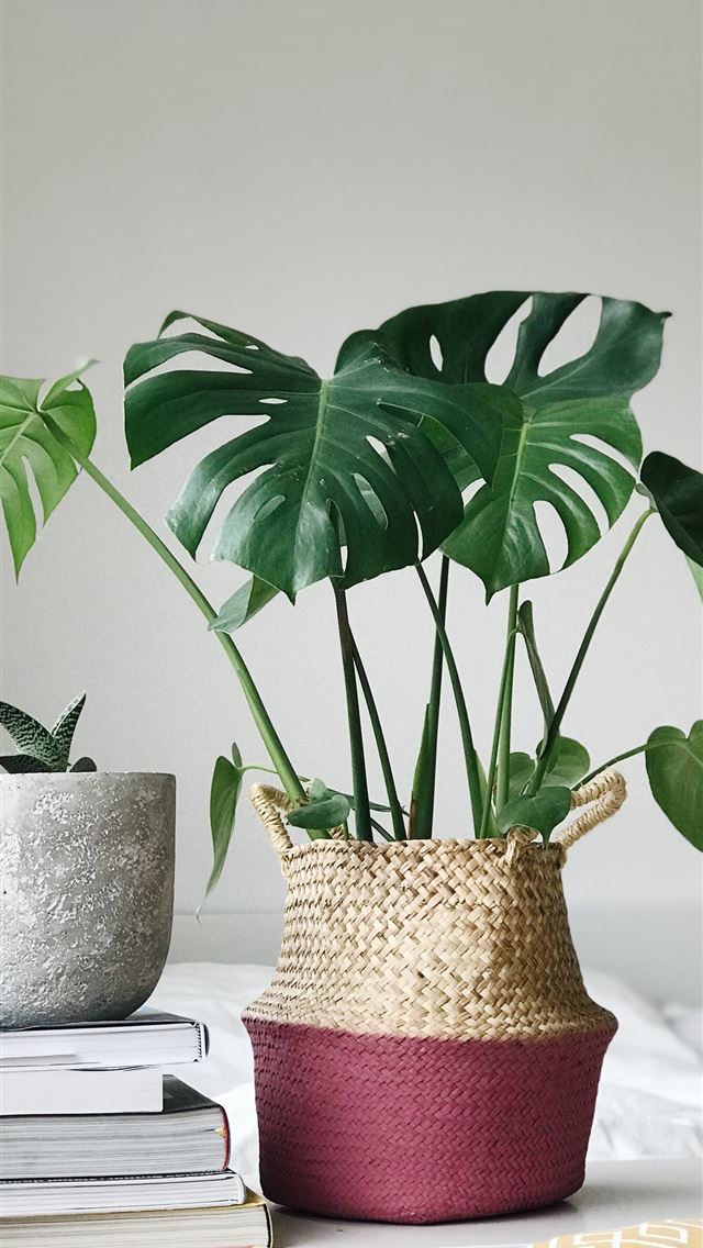 1284x2778 green leaf plant in brown wicker vase near books - flower iPhone Wallpaper