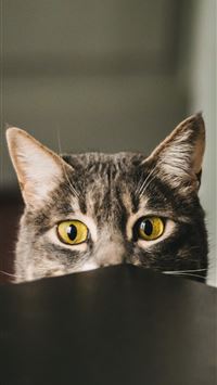 selective focus photography of gray cat peeking at... wallpaper