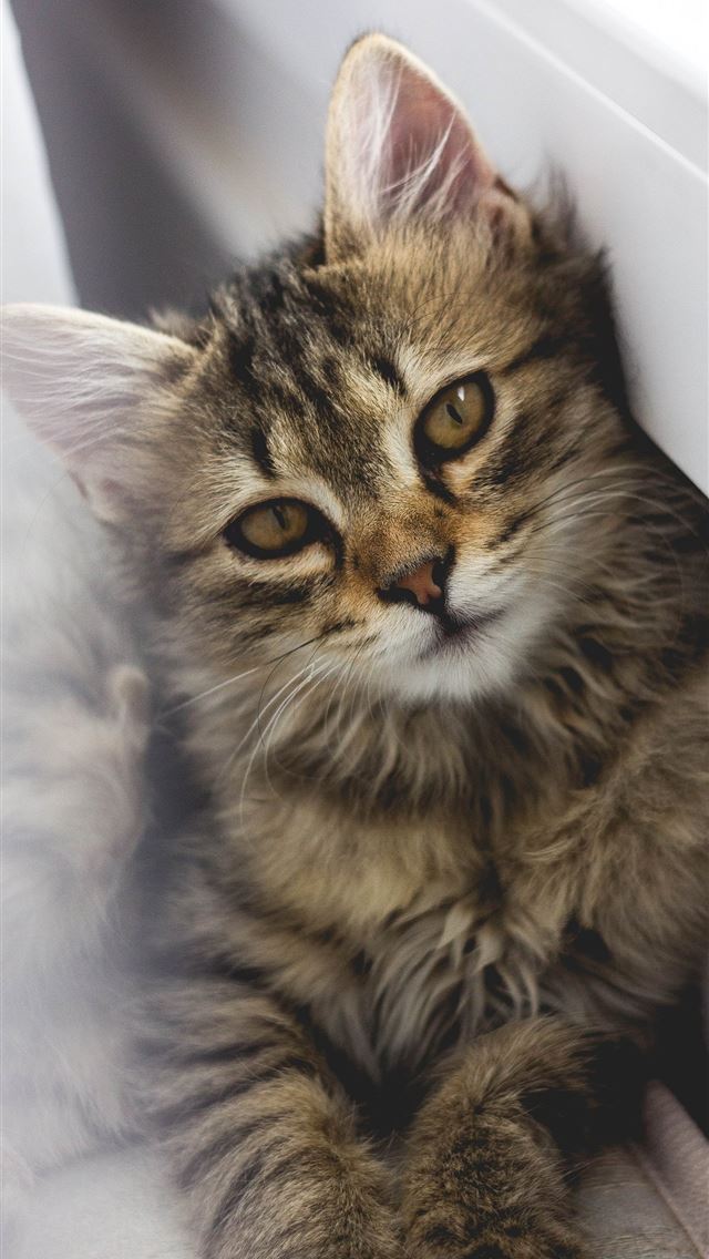 1284x2778 gray tabby kitten leaning on white wall - cute iPhone Wallpaper