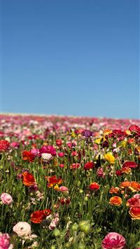 assorted color flower farm during daytime wallpaper