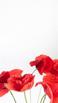 red rose in white background wallpaper