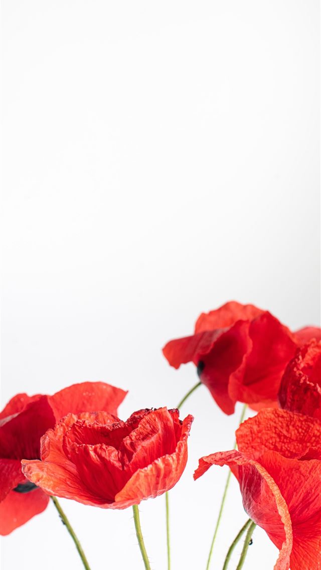 1284x2778 red rose in white background - flower iPhone Wallpaper
