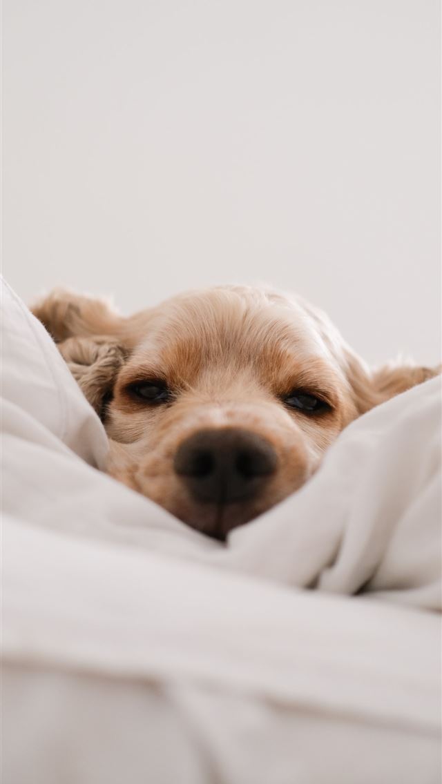 1284x2778 brown long coated small dog lying on white textile - animal iPhone Wallpaper