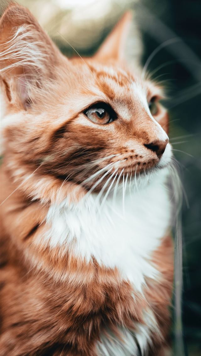 1284x2778 white and orange cat - cat iPhone Wallpaper