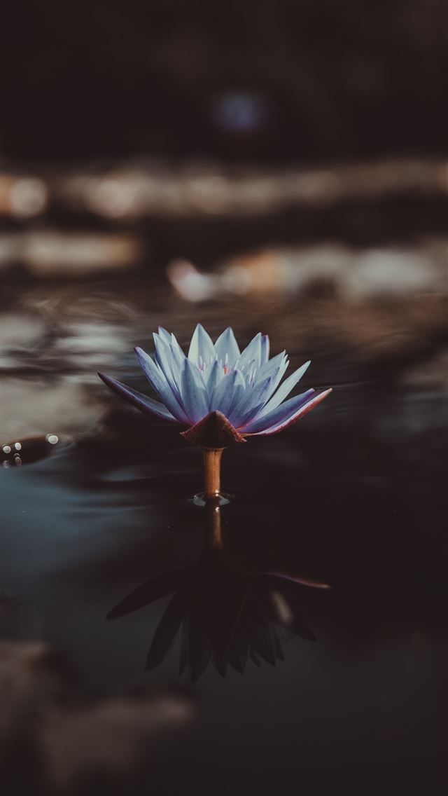 1284x2778 shallow focus photography of green lotus on body o... - hulhumalé iPhone Wallpaper