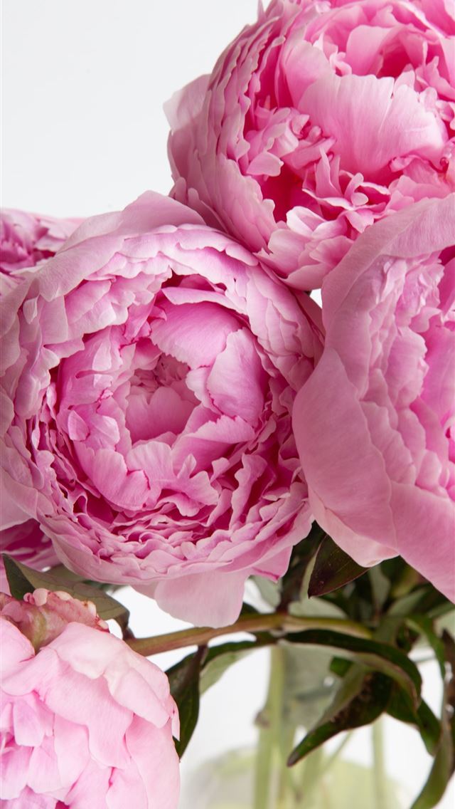 1284x2778 pink petaled flowers - pink iPhone Wallpaper