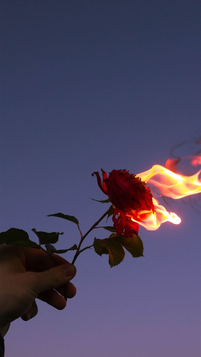 1284x2778 person holding red flower during sunset - creative iPhone Wallpaper
