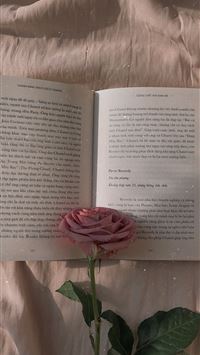 pink rose on open book wallpaper