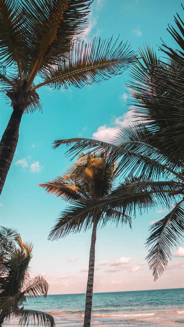 1284x2778 three coconut trees on seashore - beach iPhone Wallpaper