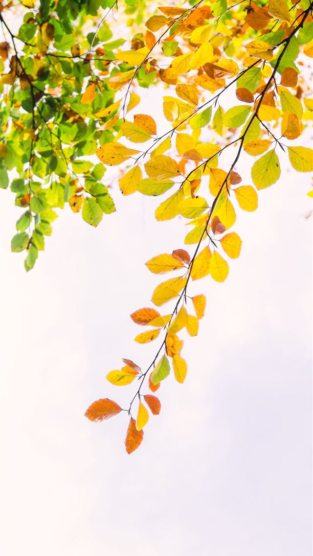 1284x2778 yellow and green leaf plant - the netherlands iPhone Wallpaper