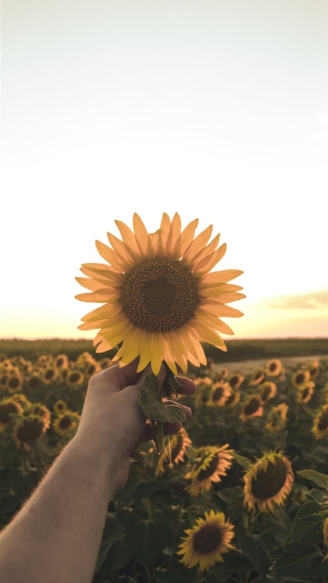 1284x2778 person holding sunflower - serbia iPhone Wallpaper