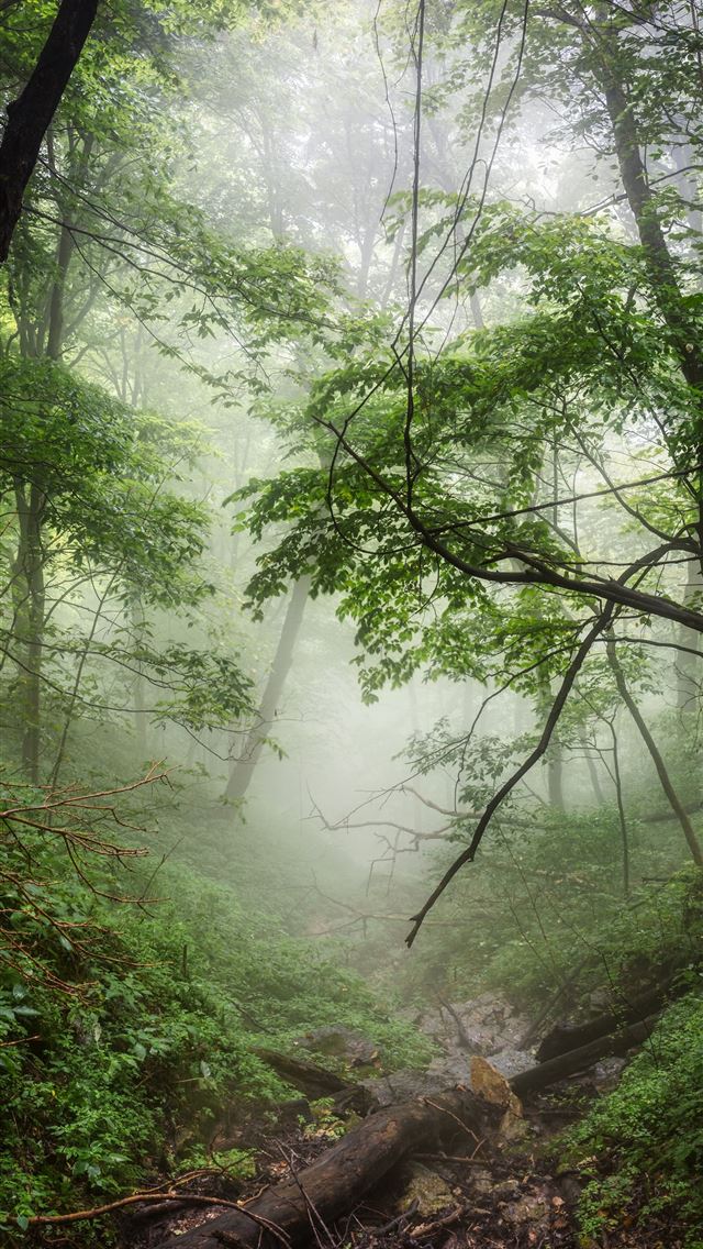 1284x2778 forest covered in fog -  iPhone Wallpaper